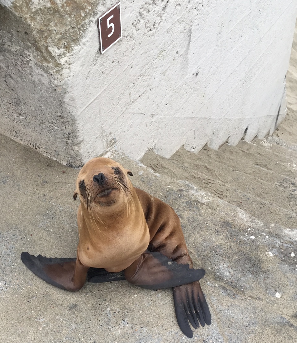 Saving San Francisco's Sea Lions