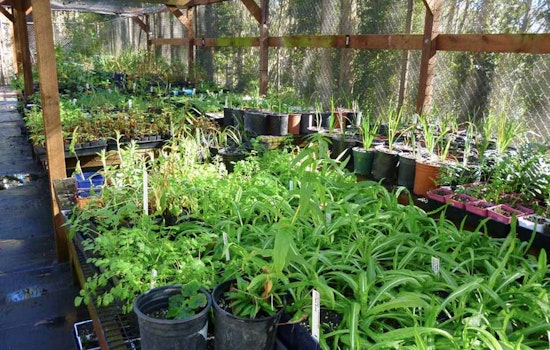 Inner Sunset Week: Sutro Nursery, Gardening Workparty, Kezar Soccer, More