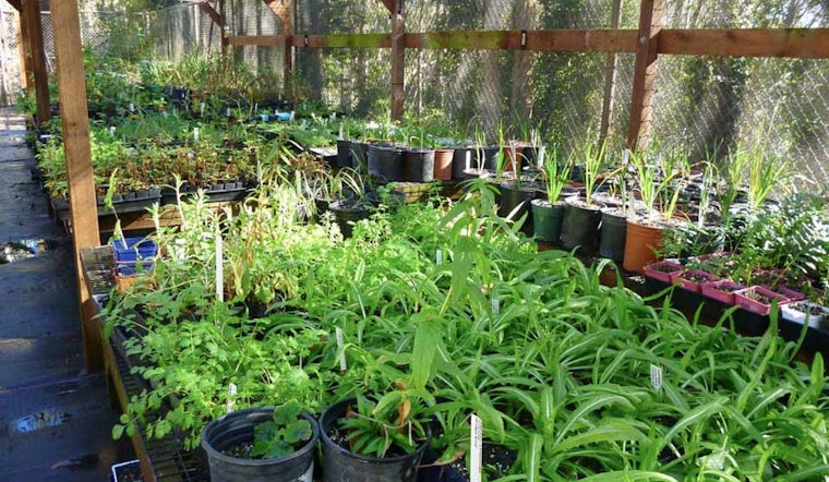 Inner Sunset Week: Sutro Nursery, Gardening Workparty, Kezar Soccer, More