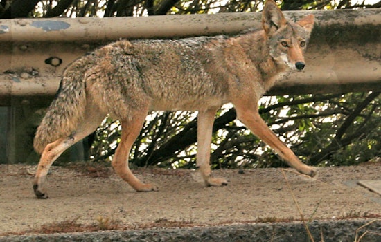 Neighbors Report Multiple Coyote Sightings On Kite Hill