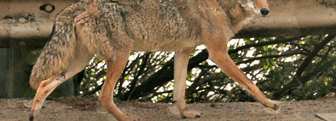 Neighbors Report Multiple Coyote Sightings On Kite Hill