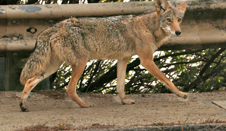 Neighbors Report Multiple Coyote Sightings On Kite Hill