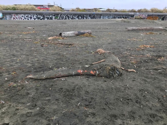 Solving the mystery of Ocean Beach's lone whale tail