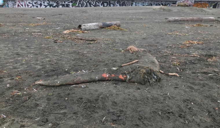 Solving the mystery of Ocean Beach's lone whale tail