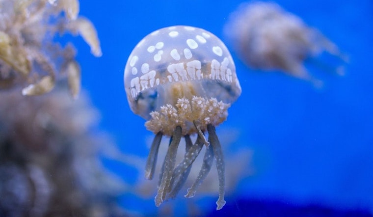 Family and learning events worth seeking out in Seattle this week