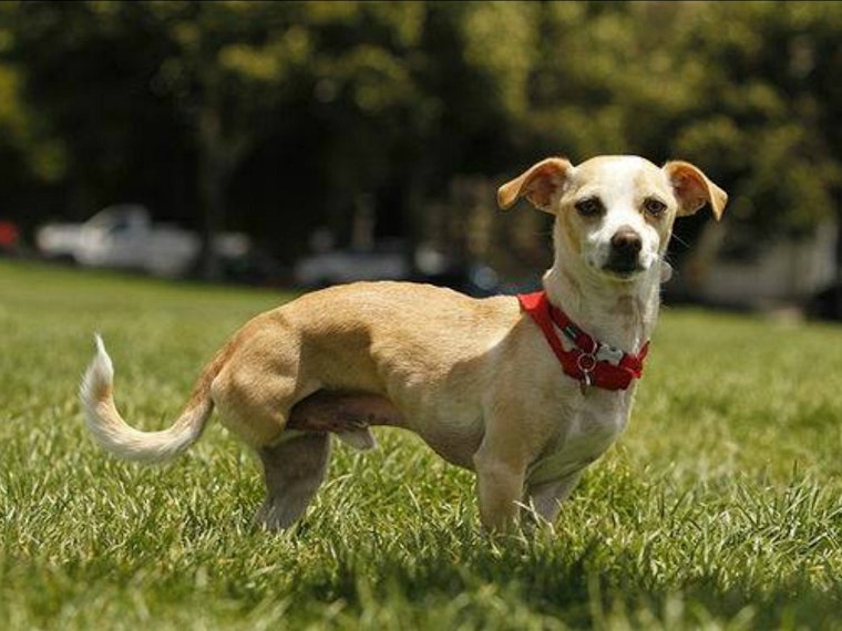 3-Legged Dog Party Returns To Duboce Park This Weekend