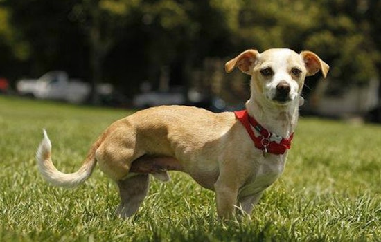 3-Legged Dog Party Returns To Duboce Park This Weekend