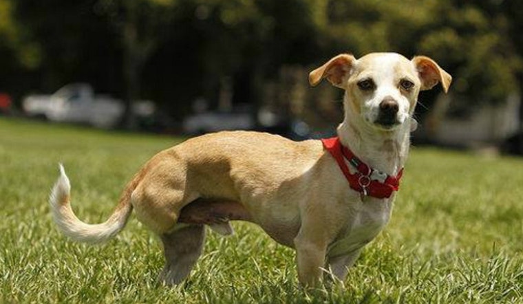 3-Legged Dog Party Returns To Duboce Park This Weekend