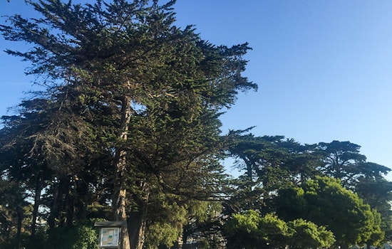 Alamo Square Park Tree Fundraiser Raises $50K From The Community