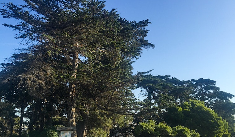 Alamo Square Park Tree Fundraiser Raises $50K From The Community