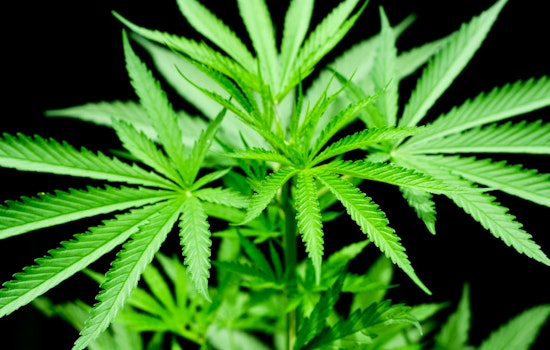 Marijuana Walking Tour Headed To The Haight This Weekend