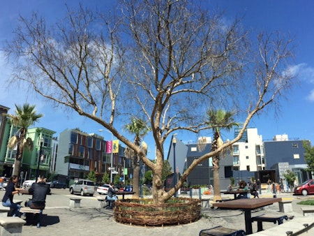 Large Pepper Tree In Patricia's Green Dies; Replacement Being Scouted