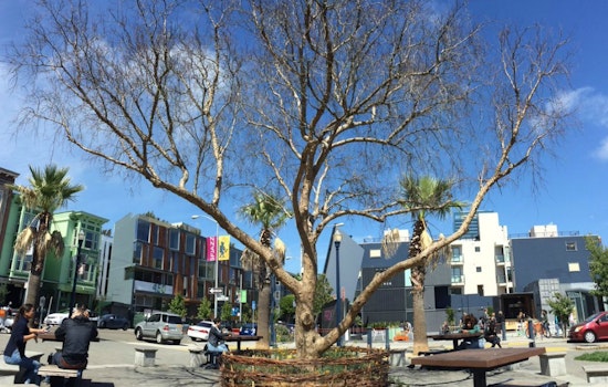 Large Pepper Tree In Patricia's Green Dies; Replacement Being Scouted
