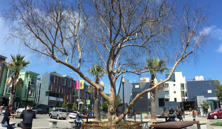 Large Pepper Tree In Patricia's Green Dies; Replacement Being Scouted