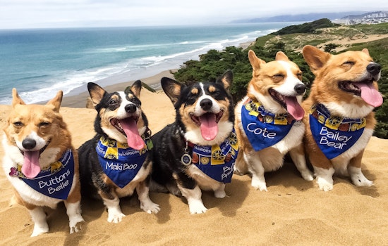 Corgi Con To Convene Hundreds Of Corgis At Ocean Beach This Weekend