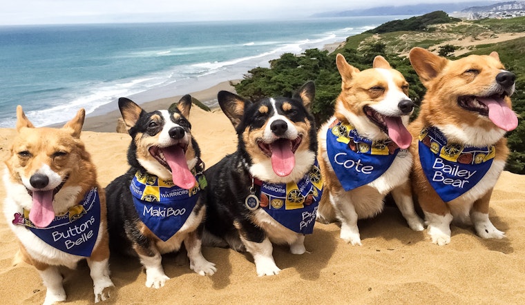 Corgi Con To Convene Hundreds Of Corgis At Ocean Beach This Weekend