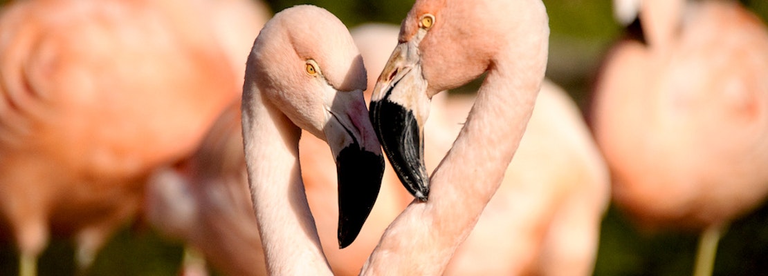 Outer Sunset Week: George Clinton, Corgi Con, Pride Flamingos, More