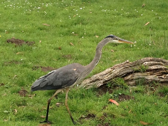 Hard To Swallow: Great Blue Herons Eating Gophers In Golden Gate Park