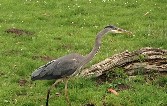 Hard To Swallow: Great Blue Herons Eating Gophers In Golden Gate Park