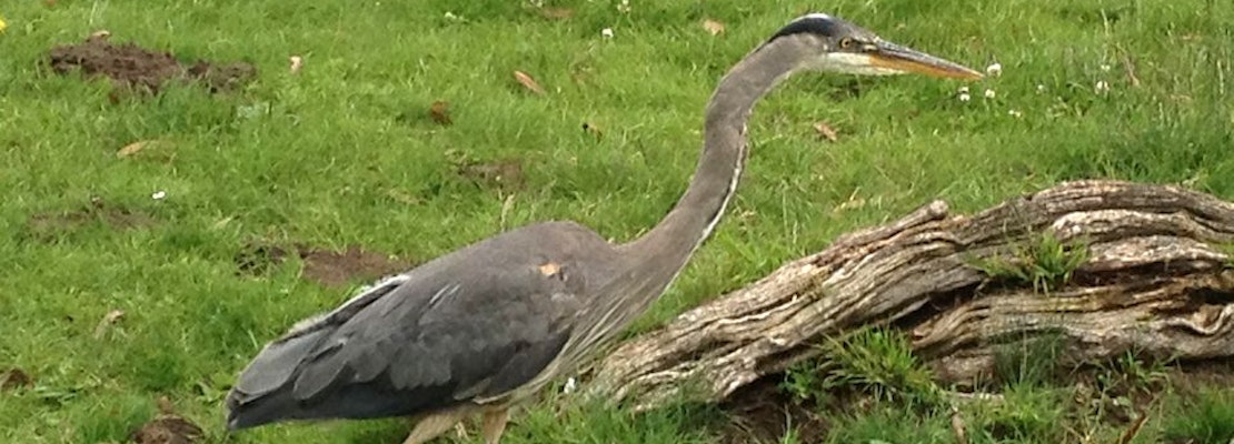 Hard To Swallow: Great Blue Herons Eating Gophers In Golden Gate Park