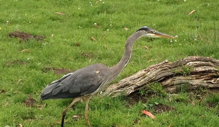 Hard To Swallow: Great Blue Herons Eating Gophers In Golden Gate Park