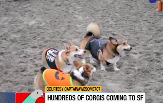 This Week's ABC7/Hoodline Events Segment: Shamisen, Puppies, Pink Triangle