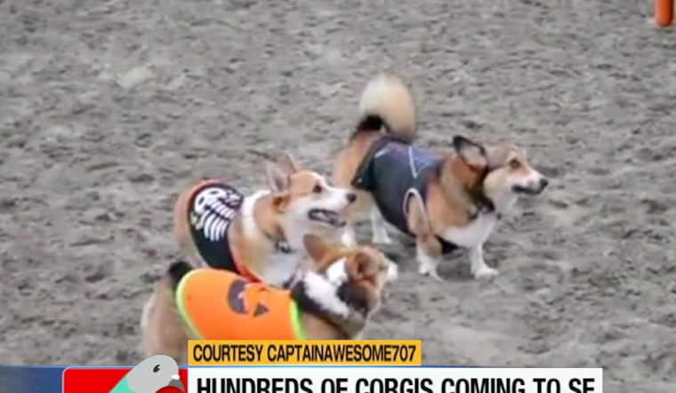 This Week's ABC7/Hoodline Events Segment: Shamisen, Puppies, Pink Triangle