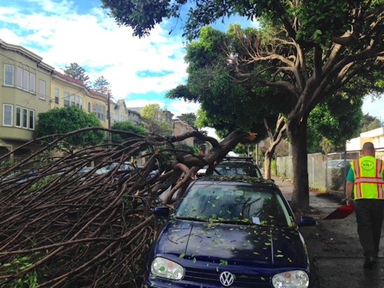 Planned Octavia Boulevard tree removals spark neighborhood concerns