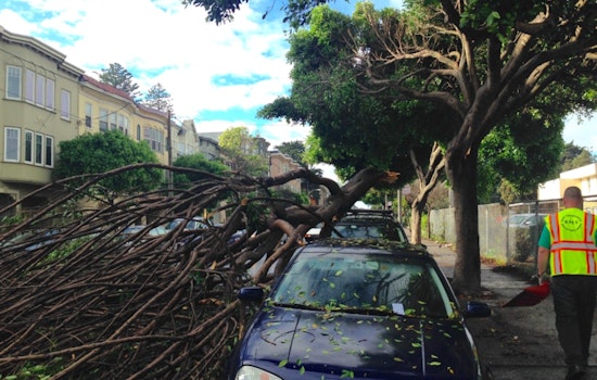 Planned Octavia Boulevard tree removals spark neighborhood concerns