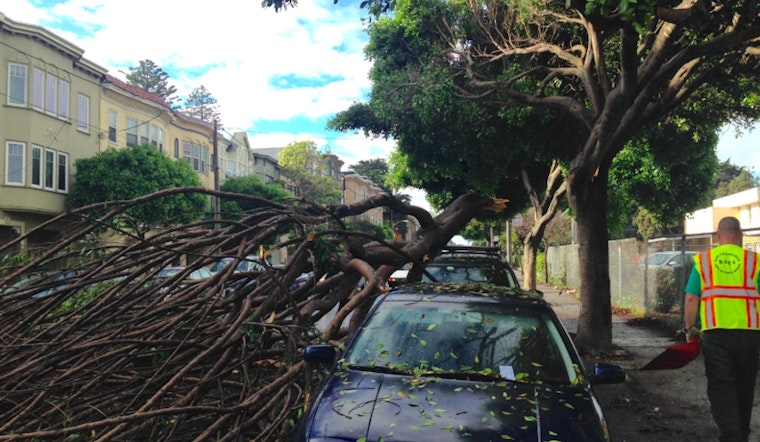 Planned Octavia Boulevard tree removals spark neighborhood concerns