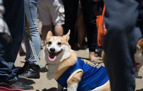 Corgi Con Summer 2016 At Ocean Beach, In Photos