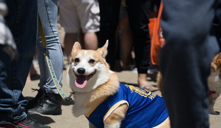 Corgi Con Summer 2016 At Ocean Beach, In Photos