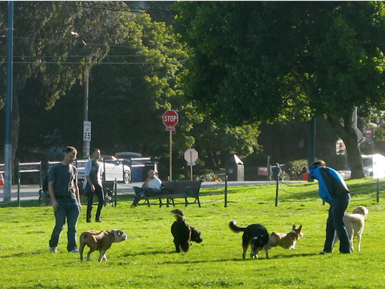 Rumors Of Poisoned Dog-Park Meatballs Return, This Time In Duboce Park