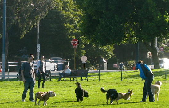 Rumors Of Poisoned Dog-Park Meatballs Return, This Time In Duboce Park