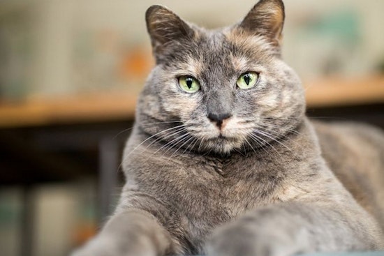 Cuddle with a cat at one of these fun family events in San Jose this week