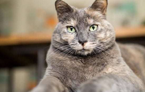Cuddle with a cat at one of these fun family events in San Jose this week