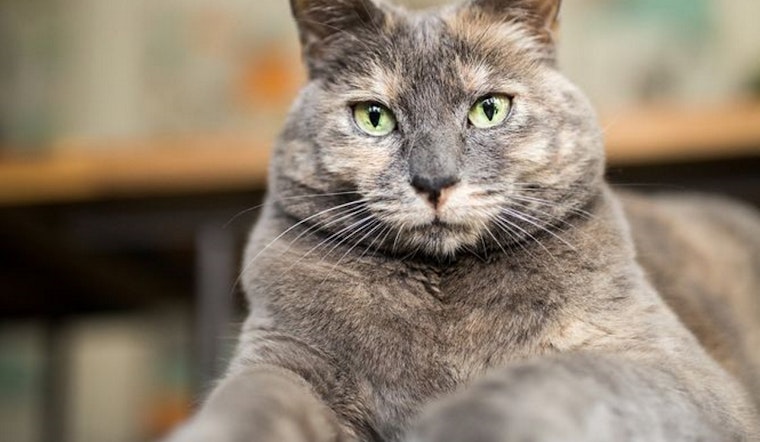 Cuddle with a cat at one of these fun family events in San Jose this week