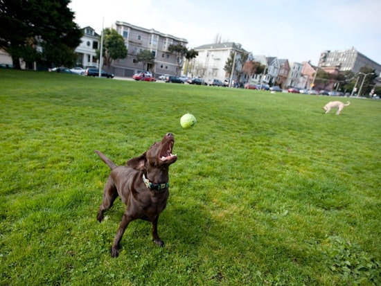Animal Control Scouts Duboce Park, Finds No Evidence Of Poisoned Meatballs