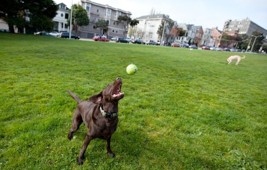 Animal Control Scouts Duboce Park, Finds No Evidence Of Poisoned Meatballs