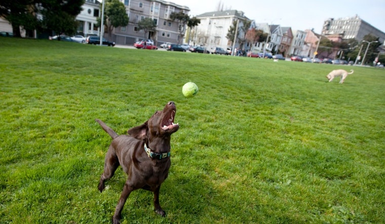 Animal Control Scouts Duboce Park, Finds No Evidence Of Poisoned Meatballs