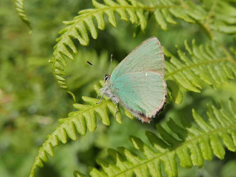 Inner Sunset Week: Improve A Butterfly Habitat, Soccer At Kezar, Book Events And More