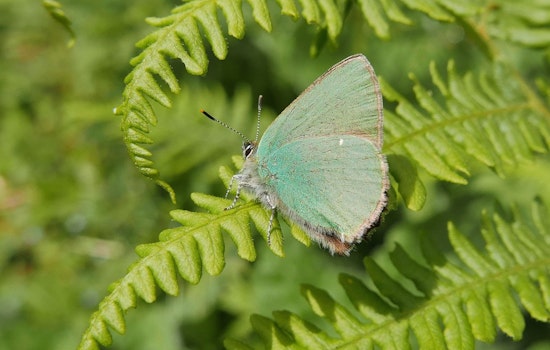 Inner Sunset Week: Improve A Butterfly Habitat, Soccer At Kezar, Book Events And More
