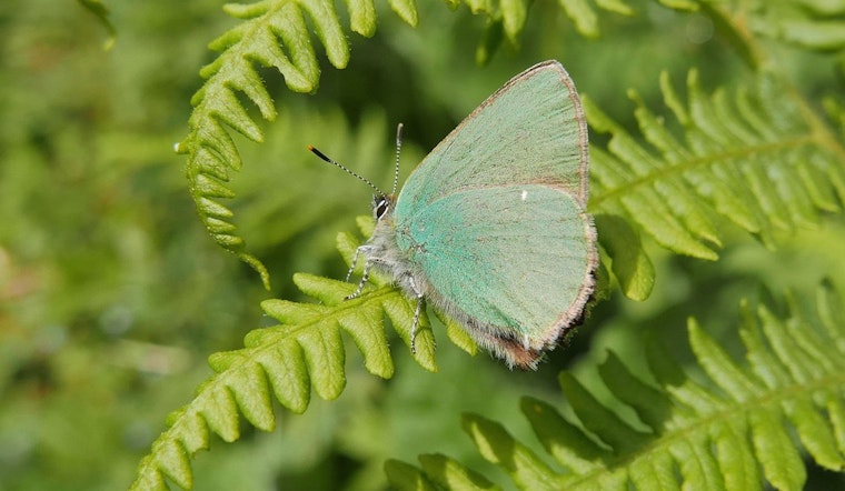 Inner Sunset Week: Improve A Butterfly Habitat, Soccer At Kezar, Book Events And More