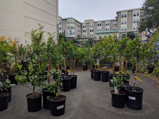 50 New Lemon Trees Coming To The Tenderloin; Volunteer Caregivers Wanted