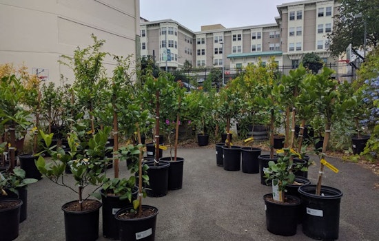 50 New Lemon Trees Coming To The Tenderloin; Volunteer Caregivers Wanted