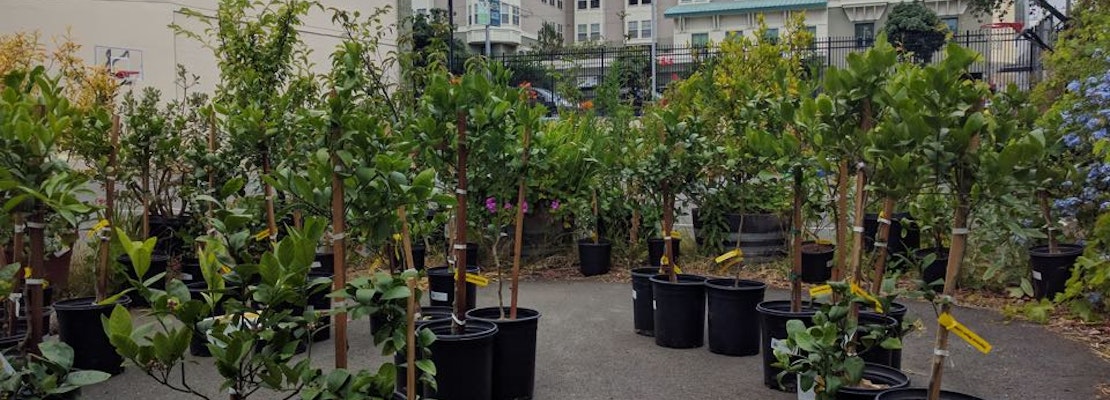 50 New Lemon Trees Coming To The Tenderloin; Volunteer Caregivers Wanted