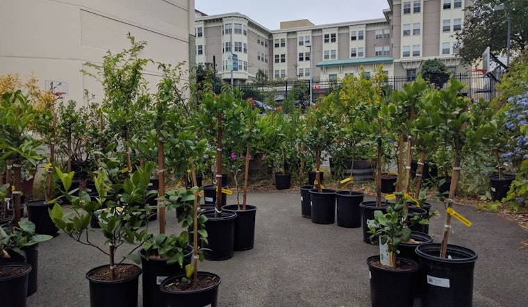 50 New Lemon Trees Coming To The Tenderloin; Volunteer Caregivers Wanted