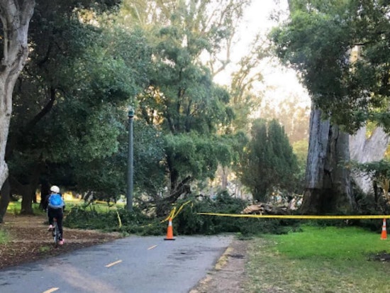 Panhandle Bike Path Blocked After Tree Drops Huge Branch