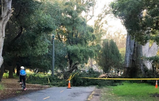 Panhandle Bike Path Blocked After Tree Drops Huge Branch