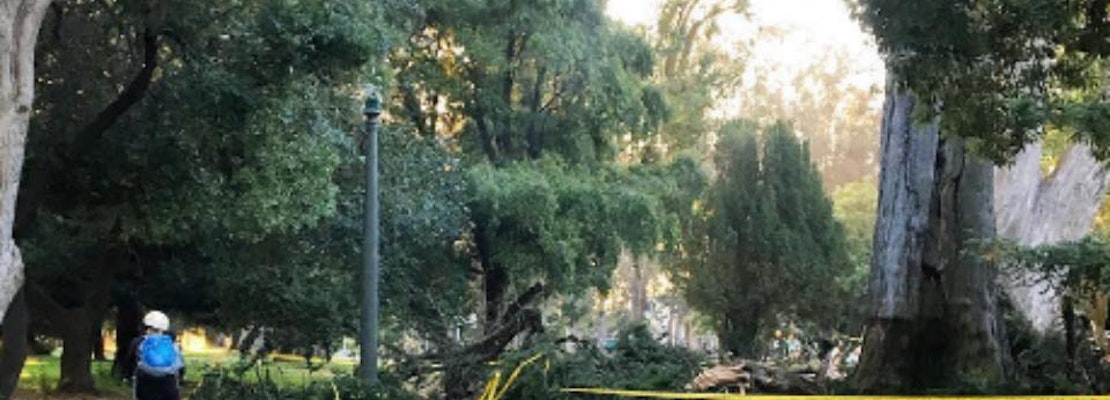 Panhandle Bike Path Blocked After Tree Drops Huge Branch